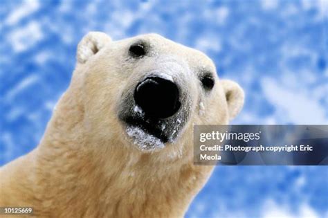 Polar Bear Face Close Up Photos and Premium High Res Pictures - Getty ...