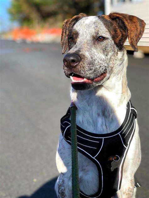 My handsome pup growing fast. He is a rescue border collie/boxer mix ...