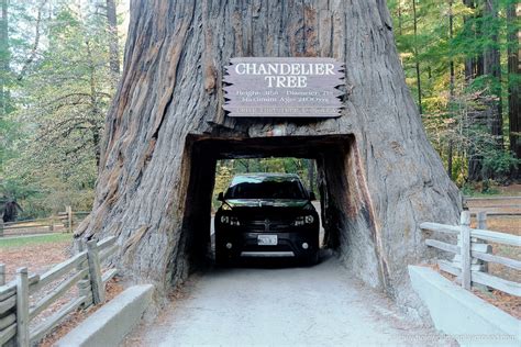 3 Incredible Drive Through Redwood Trees in California! | The Whole World Is A Playground