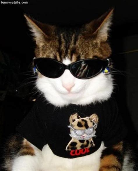 17 Best images about Cats in Sunglasses on Pinterest | Baby frame, Kittens and Glasses