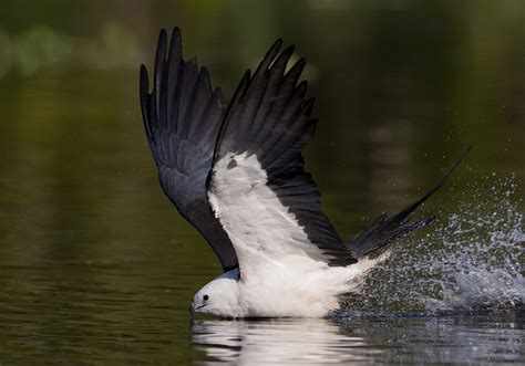 Florida's Swallow-Tailed Kites - Whistling Wings Photography