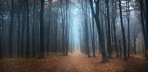 Misty Forest. | Black forest germany, Black forest, Misty forest