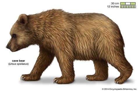 Ursus spelaeus | extinct mammal | Britannica