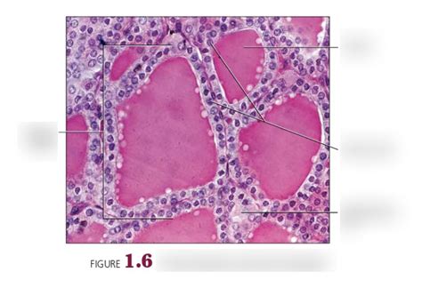 1.6 thyroid gland histology Diagram | Quizlet