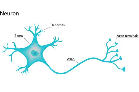 Why are Neuron Axons Long and Spindly?