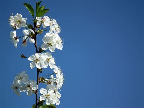 plant, sky, blossom, cherry blossom, white flowers, flowering plant, flower Head, freshness ...
