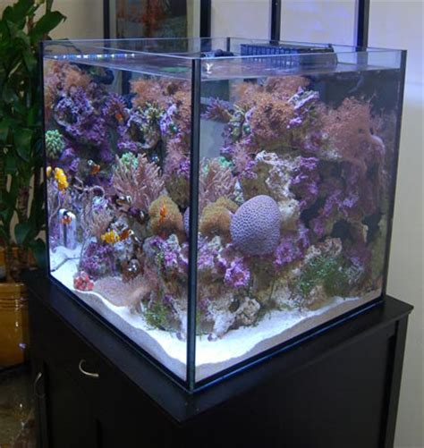 Solana XL 60 aquarium more details leak out | Reef Builders | The Reef and Saltwater Aquarium Blog