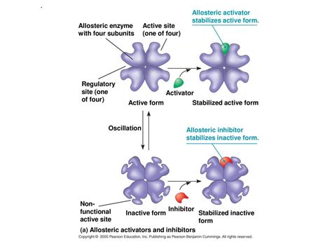 Cellular Respiration Part 3 - ppt download