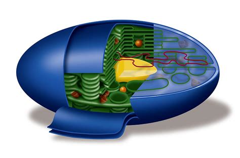 Chloroplast Structures, Artwork Photograph by Art For Science - Fine Art America