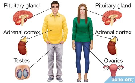 How Hormones Affect Acne - Acne.org