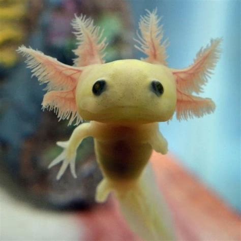 Inspiration. Creativity. Wonder. | Axolotl, Animals beautiful, Animals