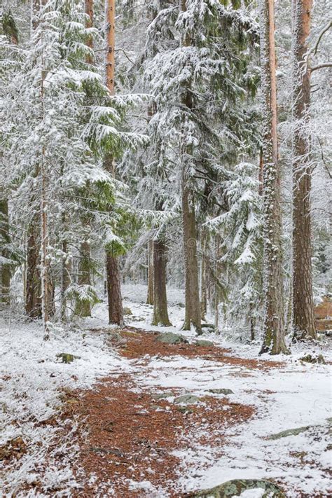 Beautiful Serene Winter Forest Landscape Stock Photo - Image of finnish ...