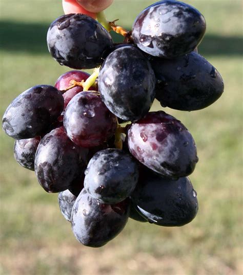 Poppular Photography: Dark Purple Grapes