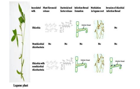 Rhizobia nodule formation and invasion of rhizobial infection thread by... | Download Scientific ...