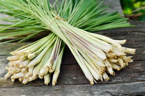 Lemongrass: The World's Most Flavorful & Beneficial Grass