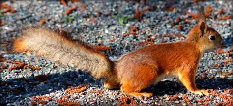 Red Squirrel Facts - Primary Facts