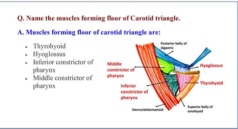 Anterior Triangle of Neck - Anatomy QA