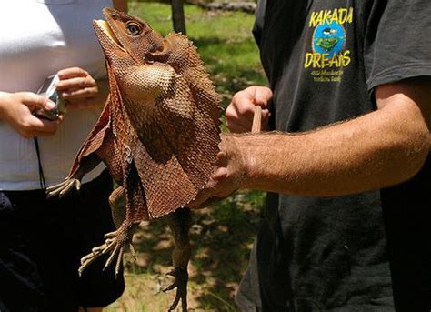 Australian Frilled Lizard or Frill Necked Lizard