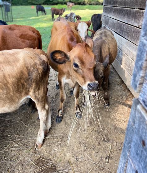 October 3, 2020 – Learning Normal Cattle Behavior Patterns – Dr Vet Sonya