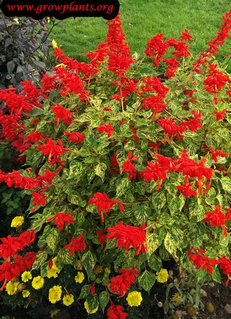 Salvia splendens - How to grow & care