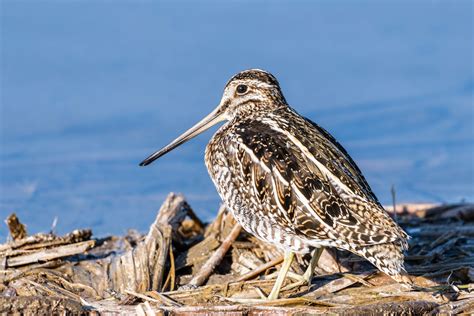 Snipe Hunting 101: How to Find and Harvest This Unique Bird