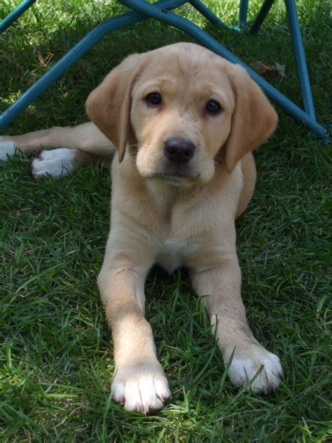 Loading... | Mixed breed dogs, Puppy mix, Labrador retriever