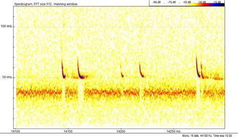 Echolocation - Bat Conservation Ireland