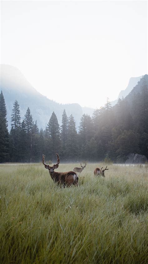 Download wallpaper 2160x3840 deer, lawn, forest, fog, mountains ...