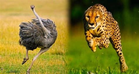 Top 15 Fastest Animals In The World - Disk Trend Magazine