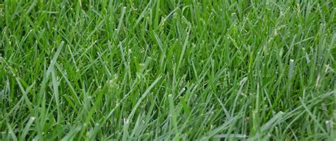 All You Need to Know About Kentucky 31 Tall Fescue | Tall fescue, Tall fescue grass, Fescue ...