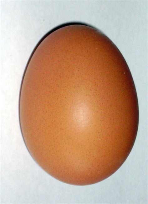 File:Brown chicken egg.jpg - Wikimedia Commons