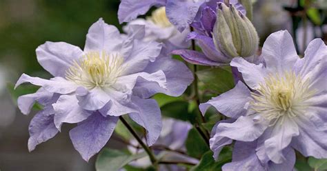 Winter Care and Protection for Clematis Plants | Gardener’s Path