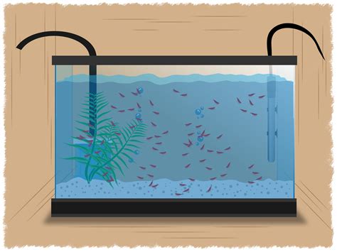 How to Breed Red Cherry Shrimp: 10 Simple Steps