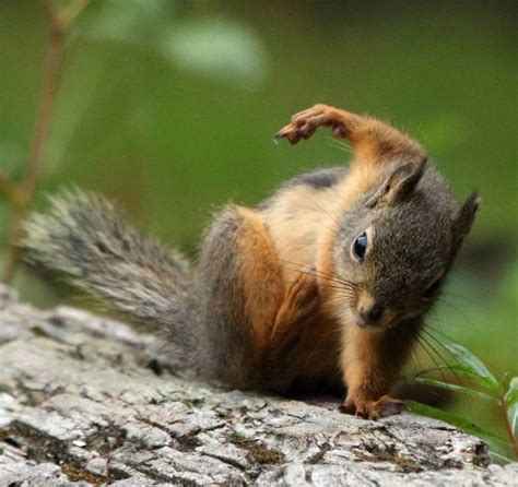 Did You Know? When Squirrels Jump, They Land Like Superheroes!