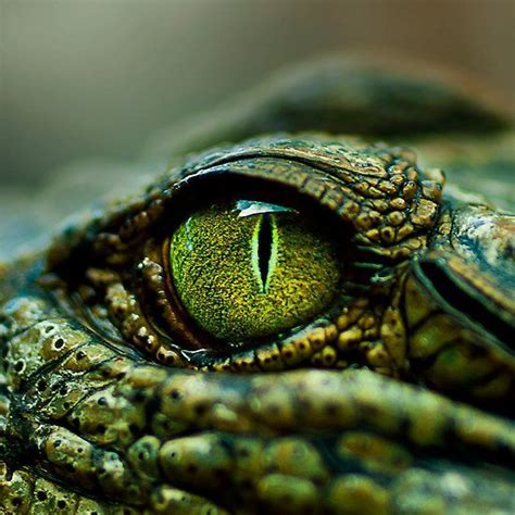 Ravenwhimsy's Wonderful World | Crocodile eyes, Reptile eye, Reptiles