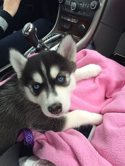 Cutest blue eyed husky puppy ever | Cute husky, Siberian husky, Husky ...