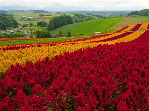 Shikisai no Oka in Biei | Hokkaido Flower Season | Kyuhoshi