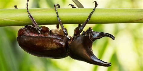 5 Brilliant Facts About Rhinoceros Beetles - The Fact Site