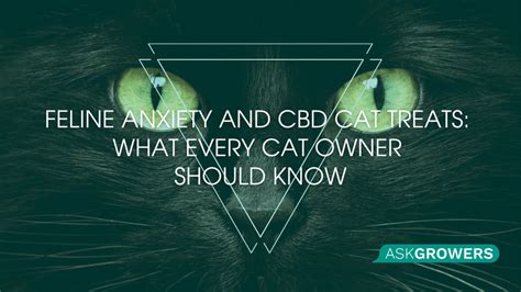 CBD Cat Treats for Anxiety: A Natural Solution to Feline Stress | AskGrowers