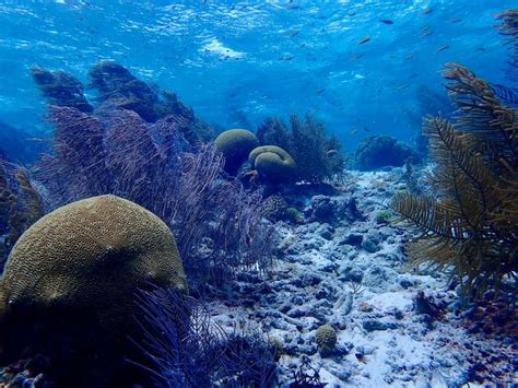 Diving the Pristine Reefs of Bonaire National Marine Park | Bonaire, Diving, Dive resort