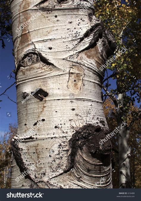 Aspen Tree Close Up Stock Photo 616488 : Shutterstock