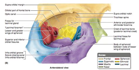 Eye Socket - Anterolateral Diagram | Quizlet