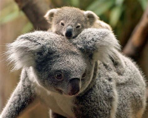 25 Cute Animal Families - The Frisky