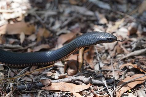 Red-Bellied Black Snake - The Snake Catcher