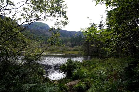 Beddgelert Forest - Llyn Llewelyn | Beth Owen