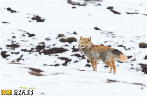 Tibetan Sand Fox l Remarkable Face - Our Breathing Planet