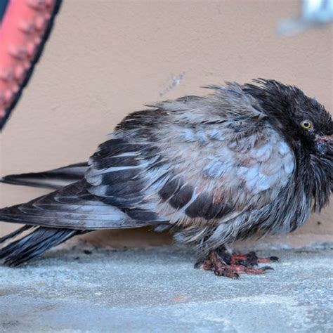 Pigeon Diseases: Spread, Symptoms and Prevention