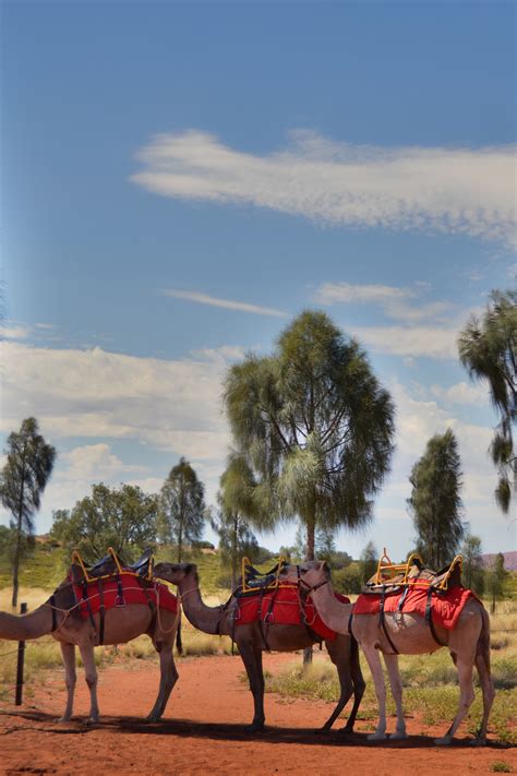 Uluru Camel Tours in Australia’s Northern Territory