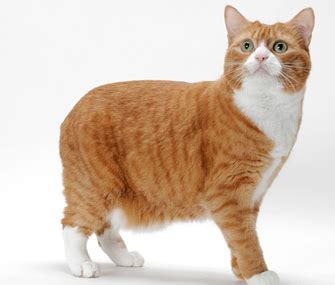 5 Reasons a Manx Might Be the Right Cat Breed for You - Vetstreet ...