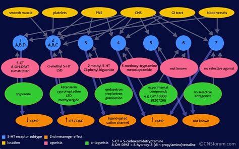 5HT-Receptor-Subtypes-CNSforum – Science of Eating Disorders